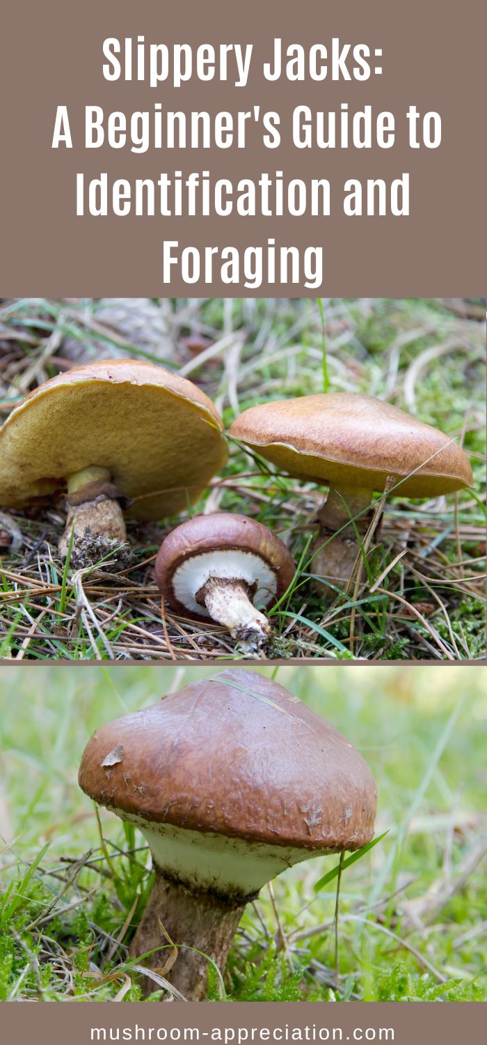 Slippery Jacks A Beginner's Guide to Identification and Foraging