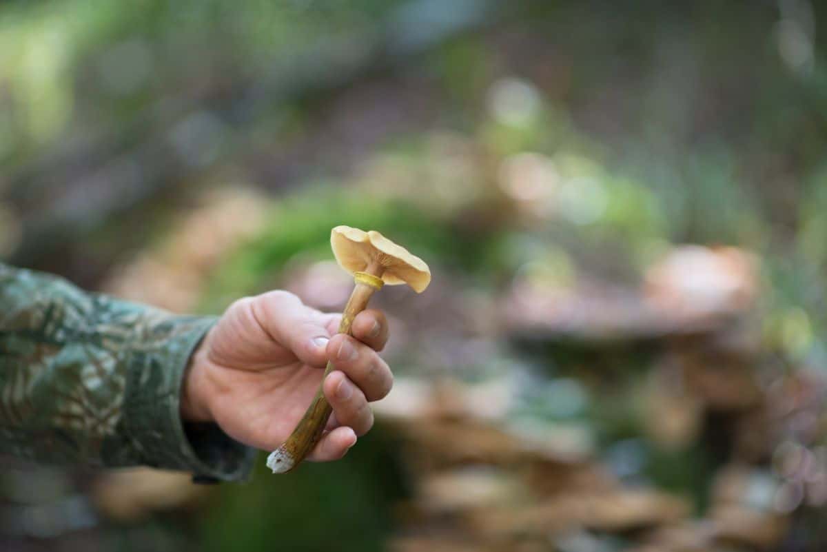 hand holding mushroom
