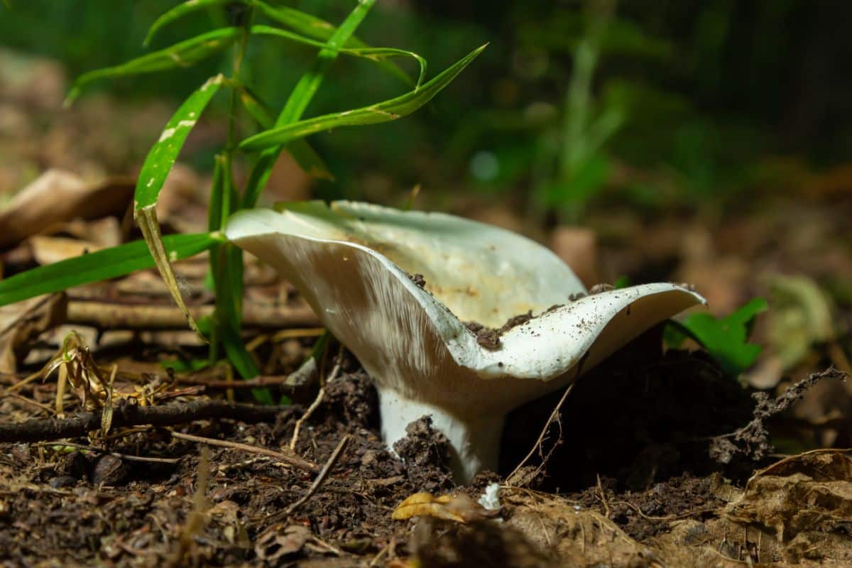 peppery milkcap