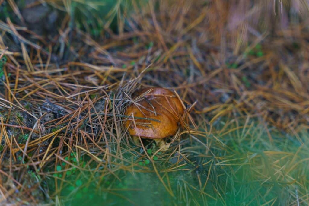 Slippery Jacks A Beginner's Guide to Identification and Foraging