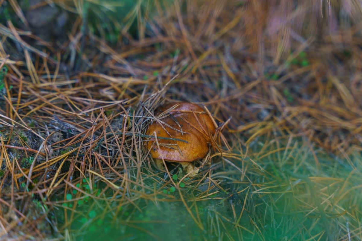 slippery jack mushroom