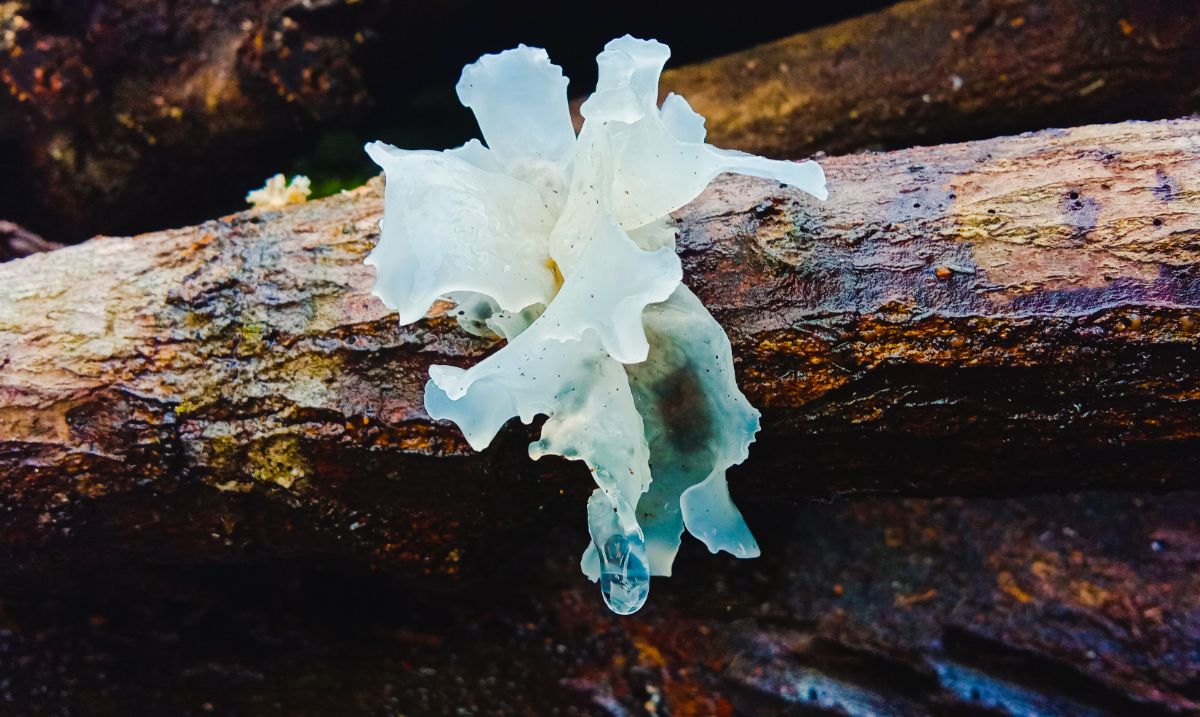 Tremella fuciformis