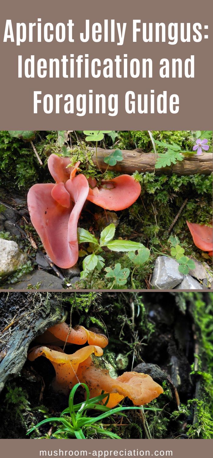 Apricot Jelly Fungus Identification and Foraging Guide Mushroom Appreciation