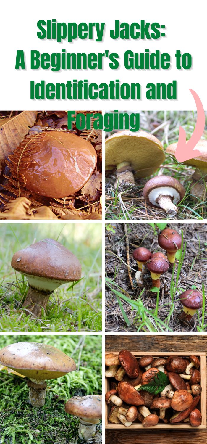 Slippery Jacks A Beginner's Guide to Identification and Foraging