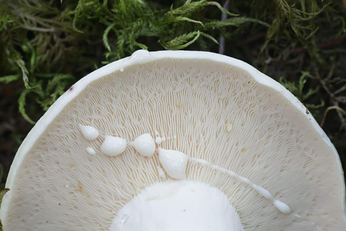 peppery milk cap