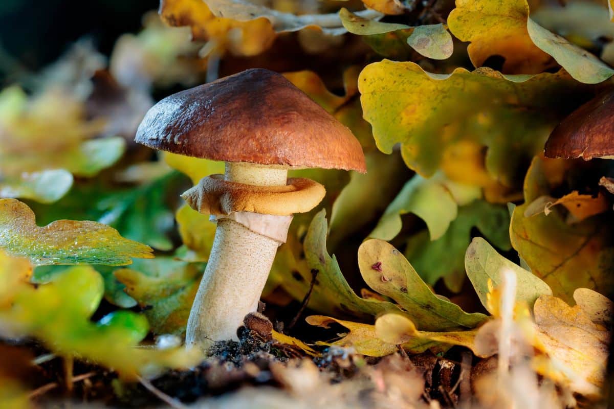 slippery jack mushroom