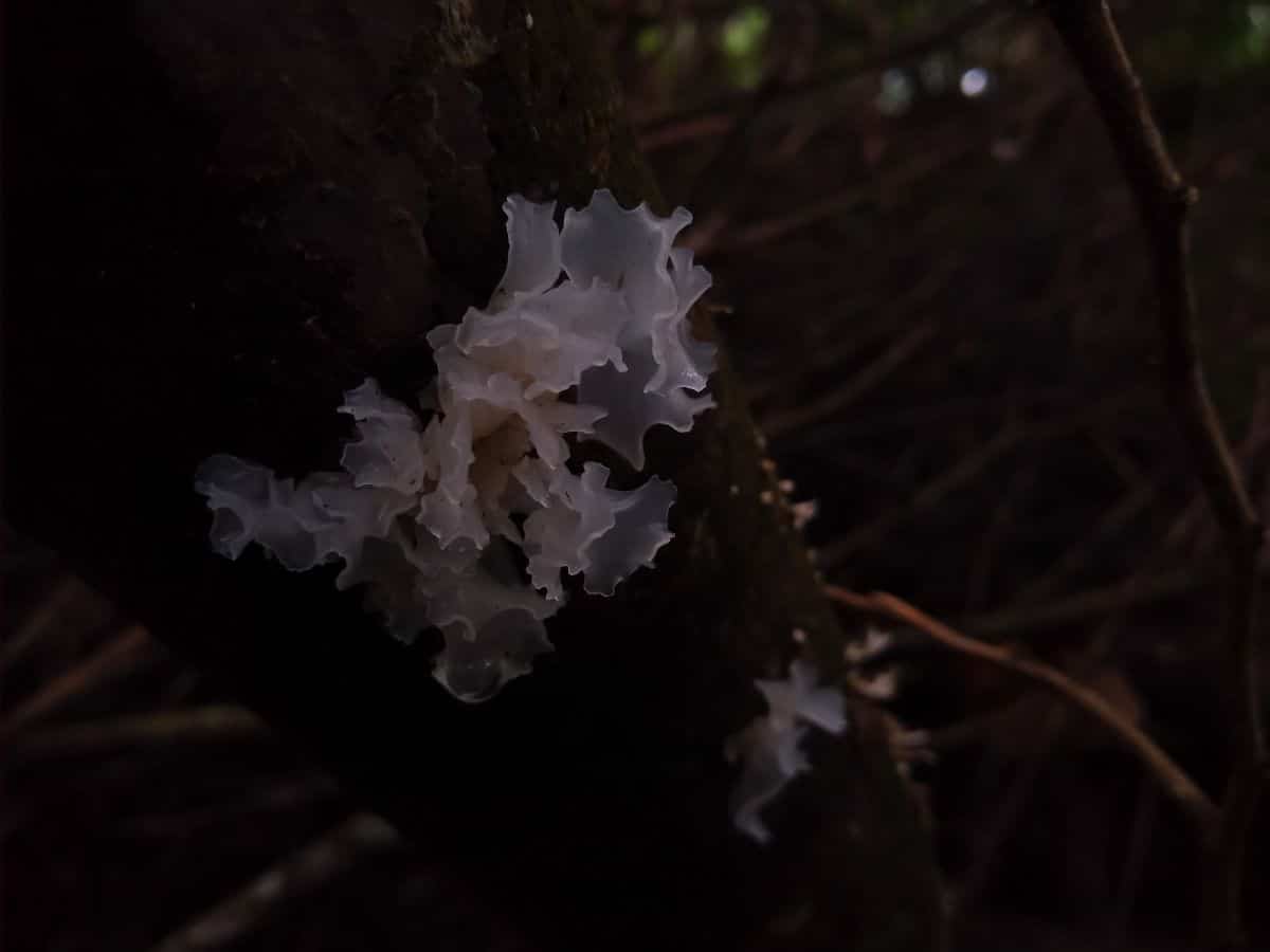 snow ear mushroom
