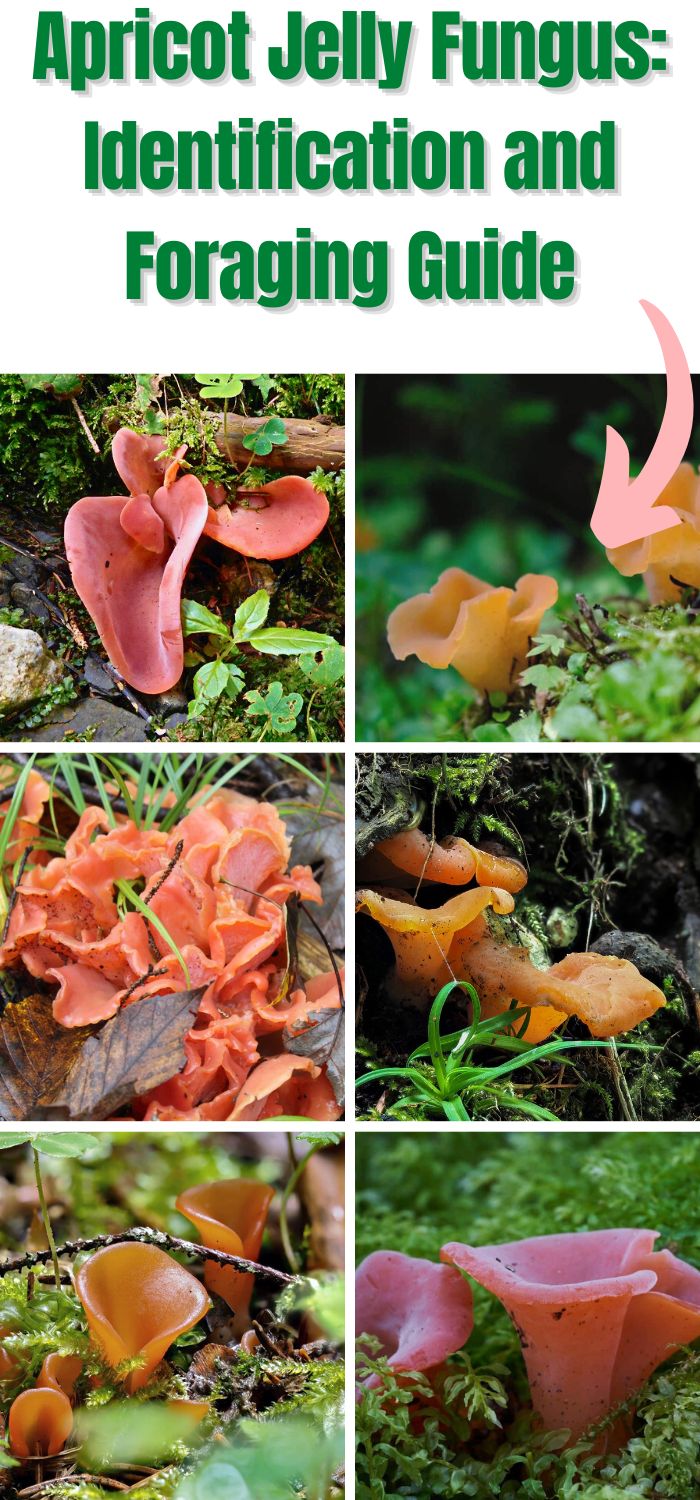Apricot Jelly Fungus Identification and Foraging Guide Mushroom