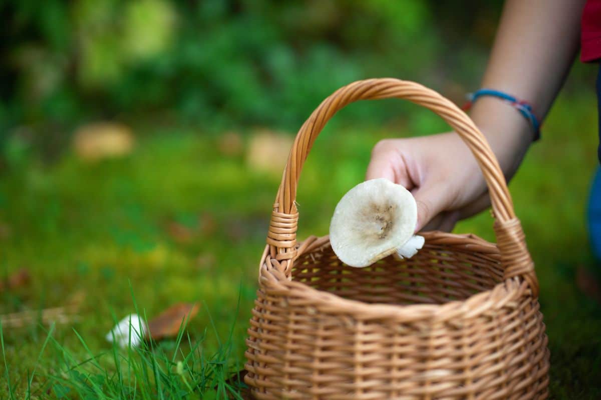 mushroom going into basket