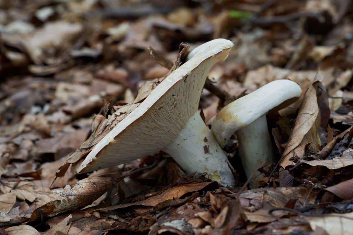 pepper  milk cap mushroom