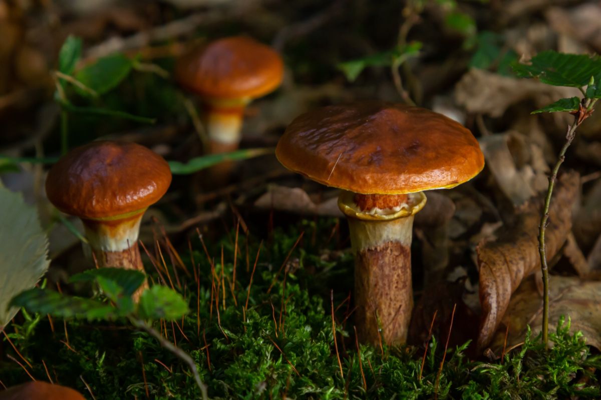 Suillus luteus