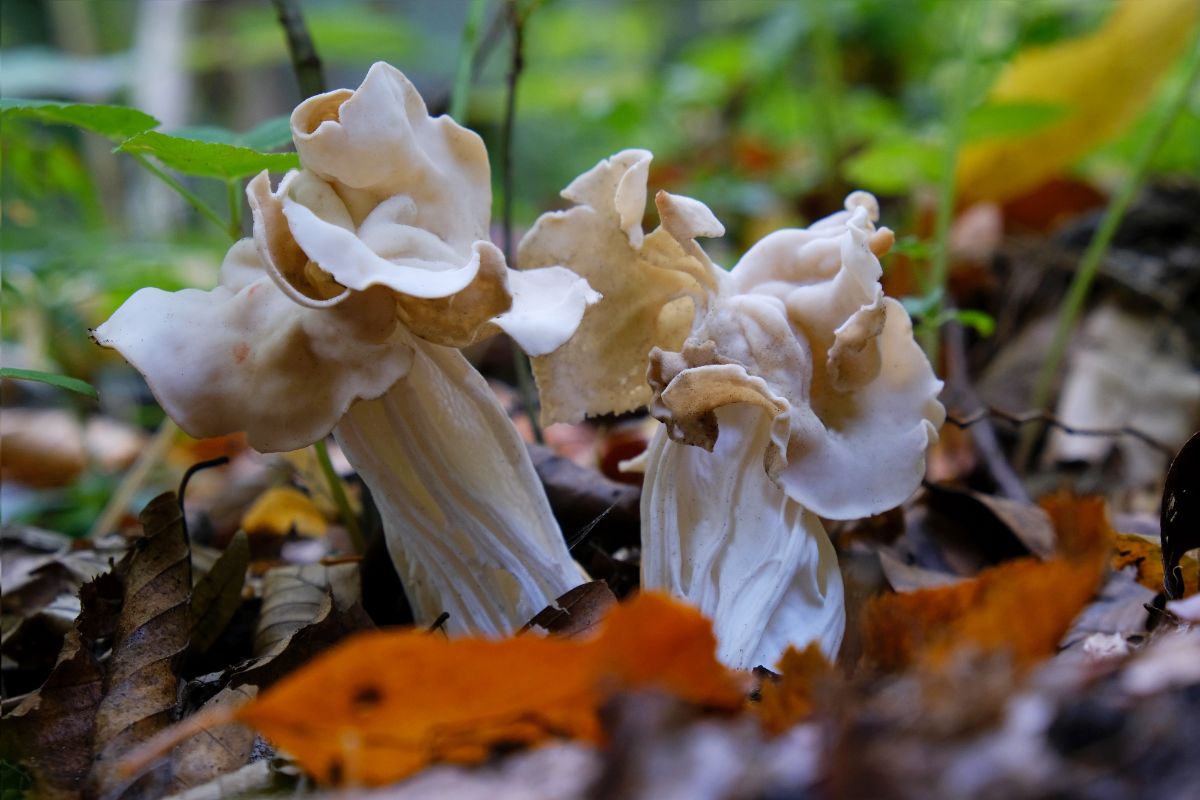 white saddle mushroom