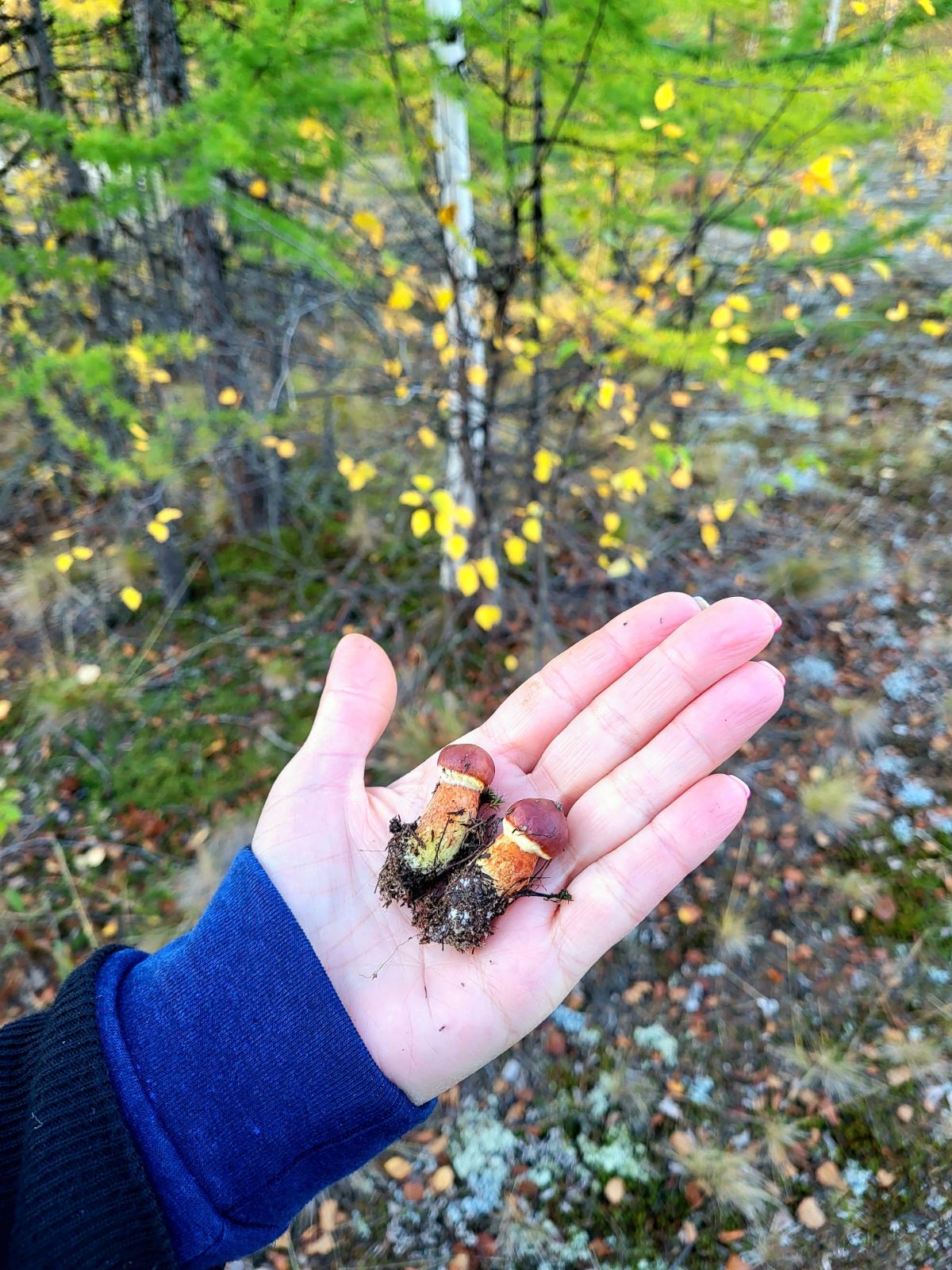 two little boletes in hand