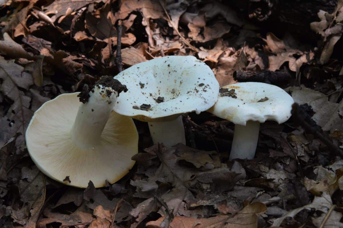 Lactifluus piperatus