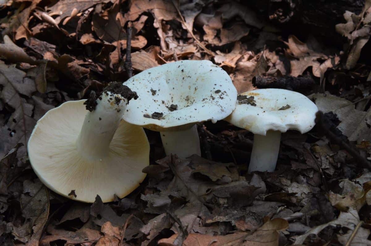 Lactifluus piperatus