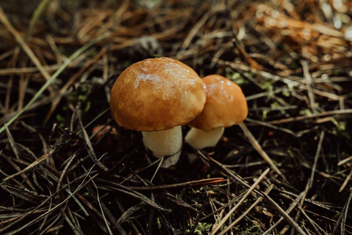 Suillus luteus