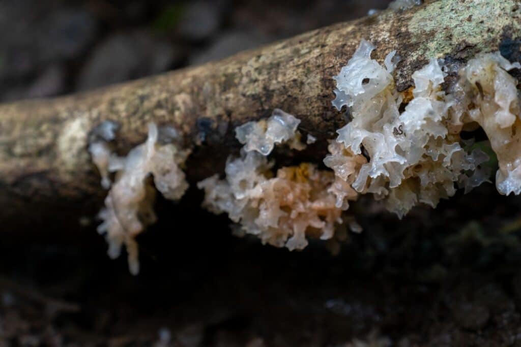 Snow Fungus Identification, Foraging, and Cooking Guide Mushroom