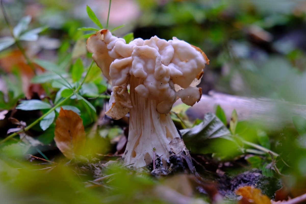 white elfin saddle fungus