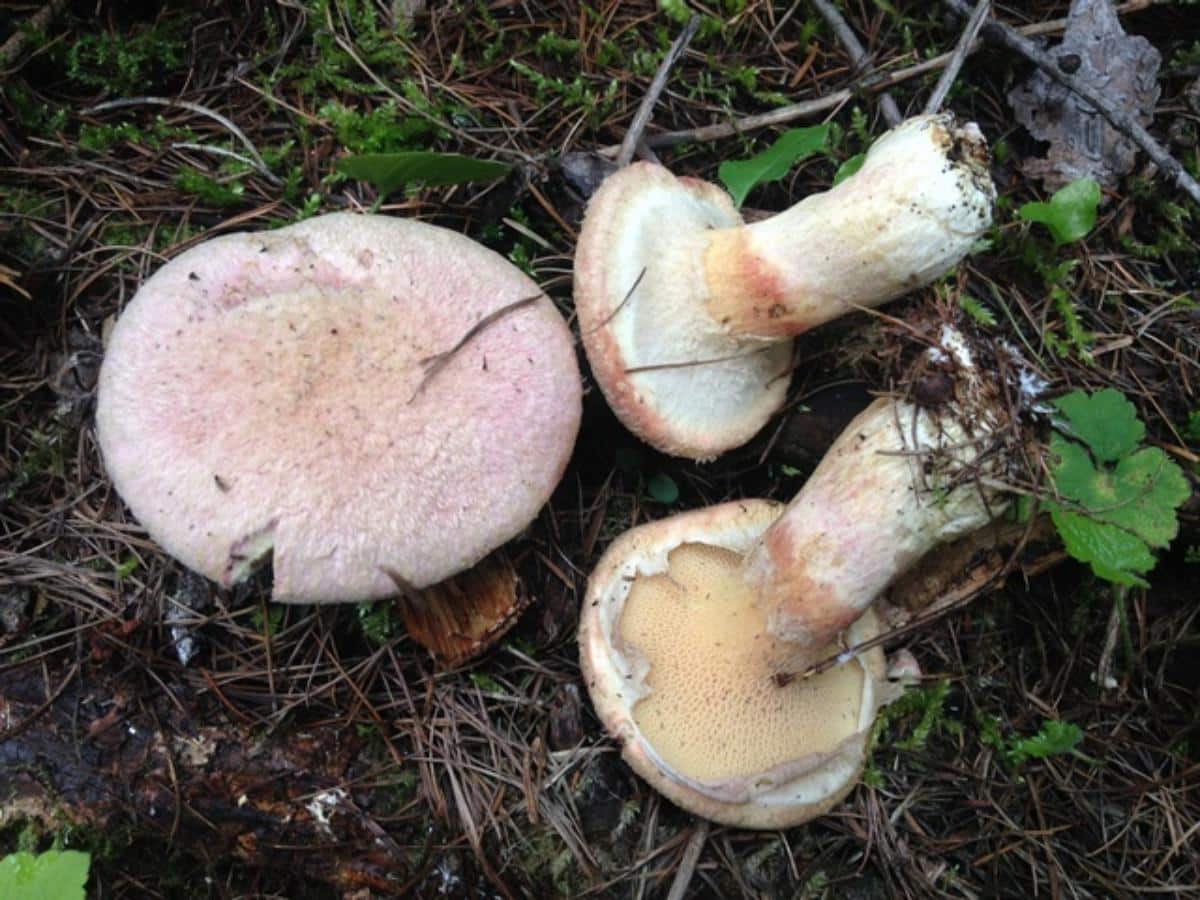 bolete stem rings and skirts