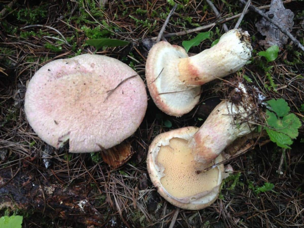 Suillus ochraceoroseus