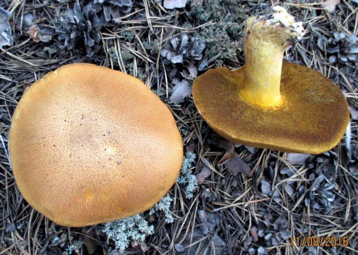 Velvet Bolete