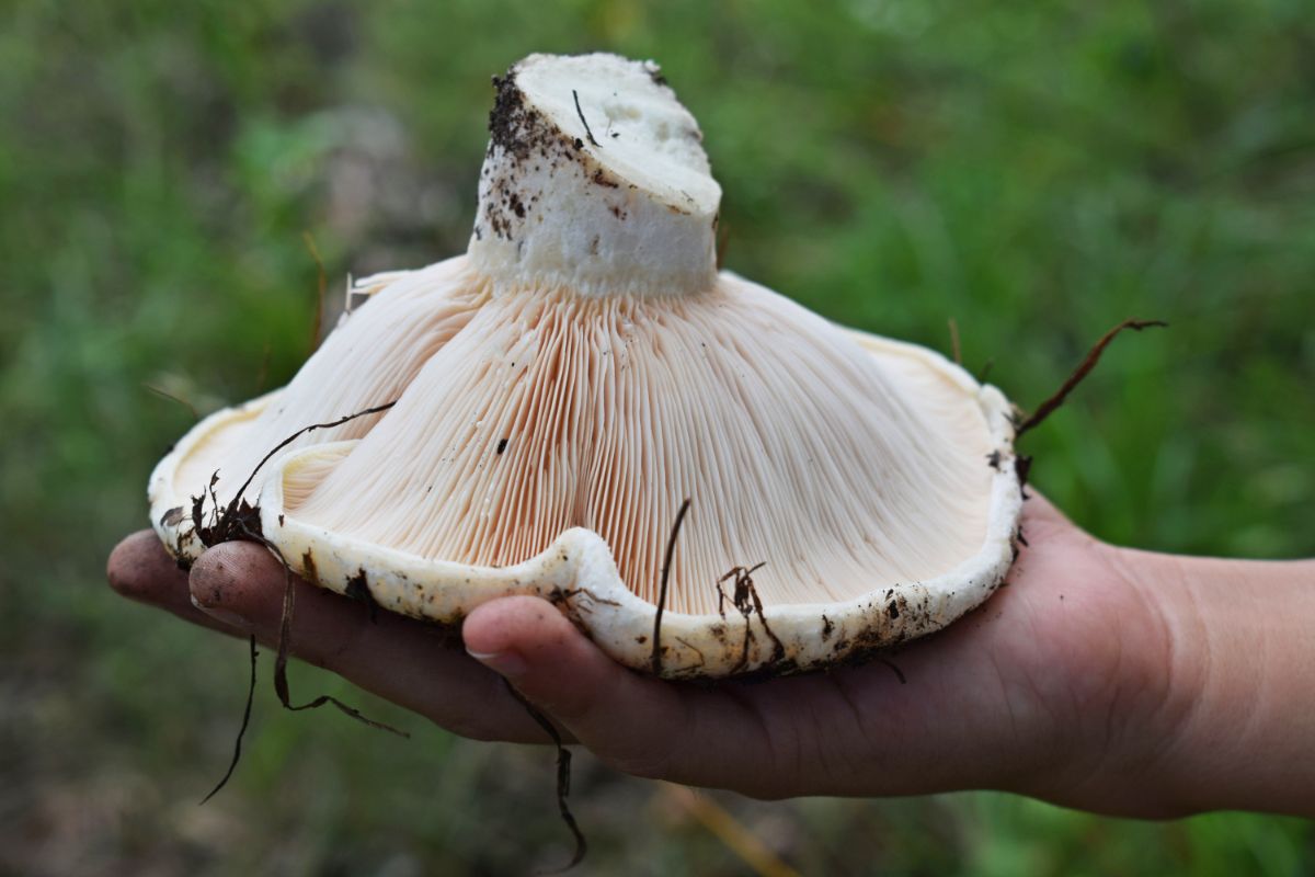 Lactifluus piperatus