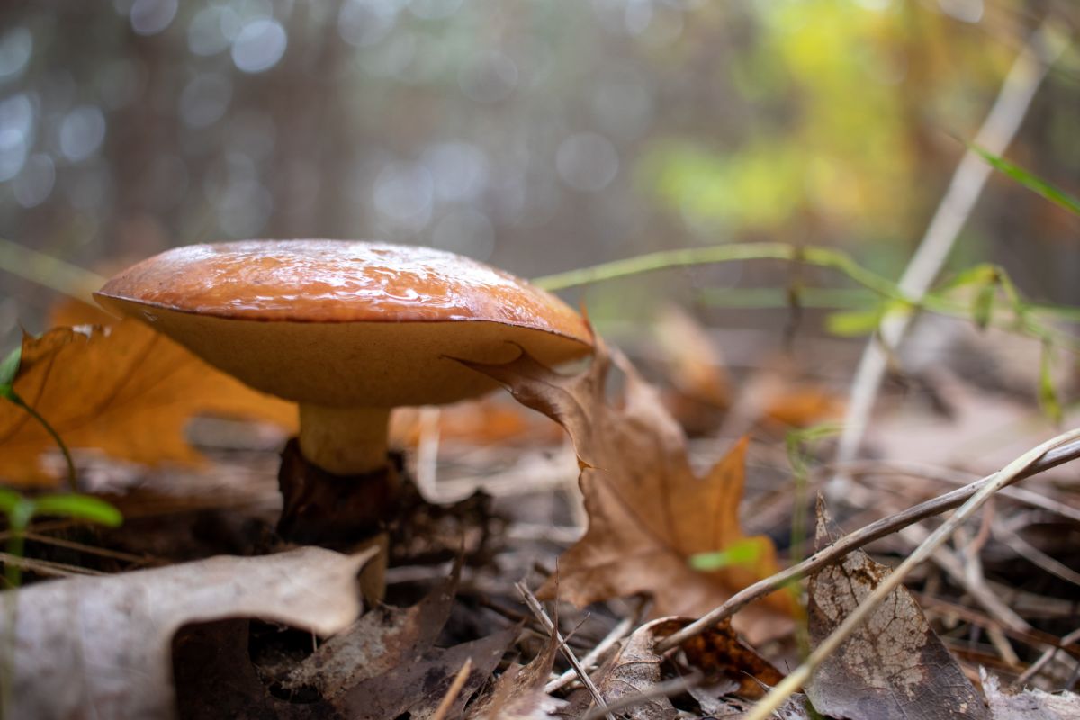 Suillus luteus