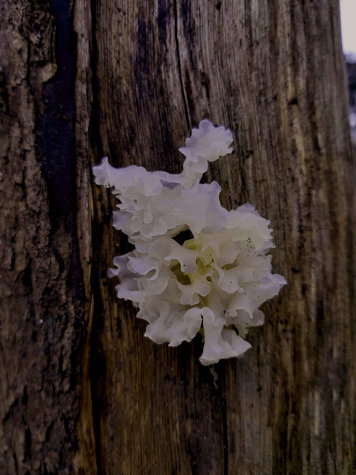 Tremella fuciformis