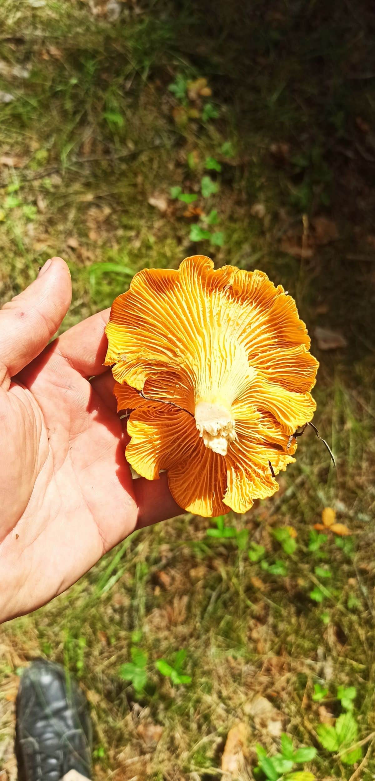 chanterelle in hand