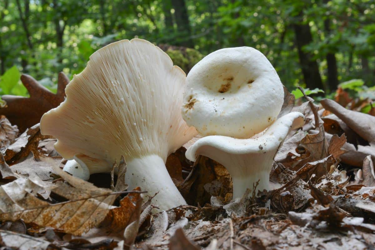 peppery milkcap