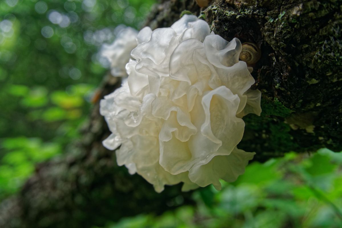 snow fungus