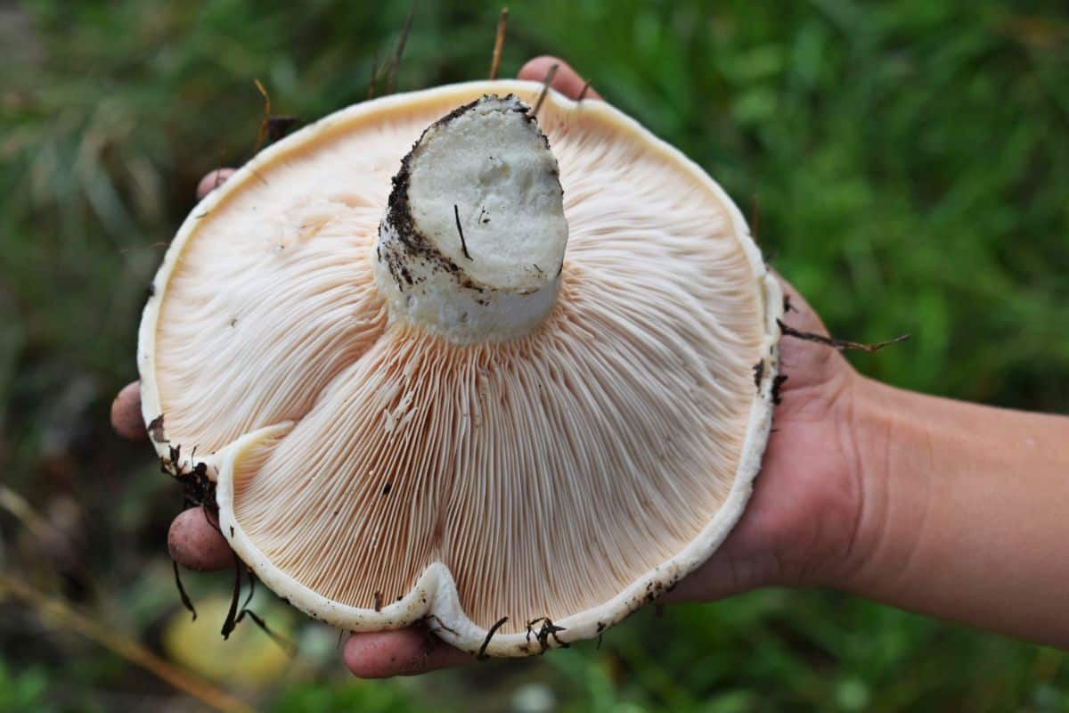 peppery milk cap