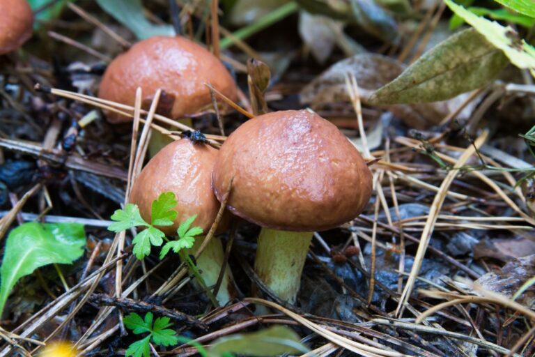 Slippery Jacks A Beginner's Guide to Identification and Foraging