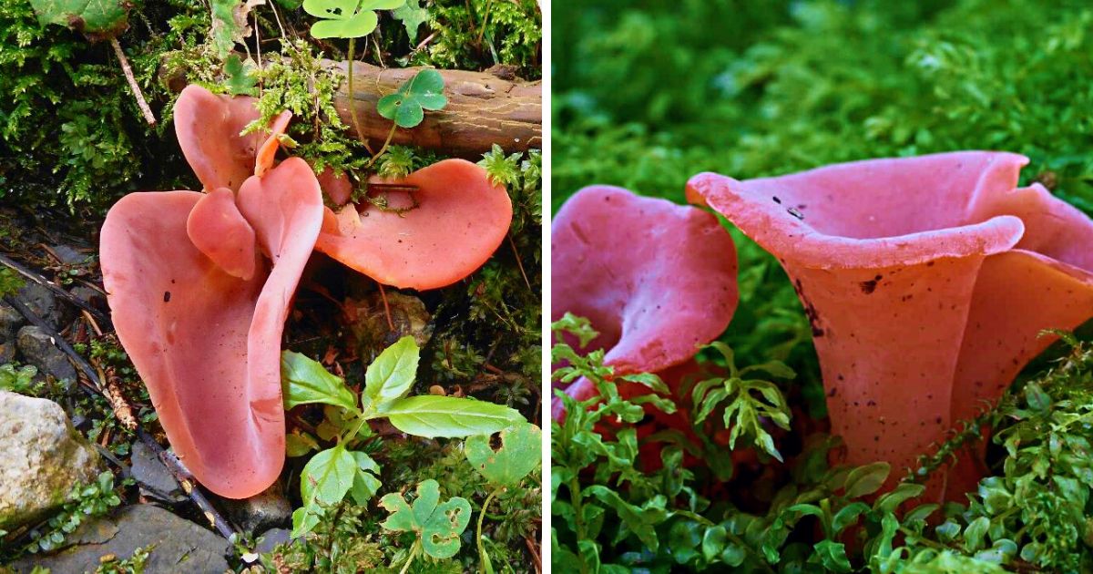 Apricot Jelly Fungus Identification and Foraging Guide Mushroom