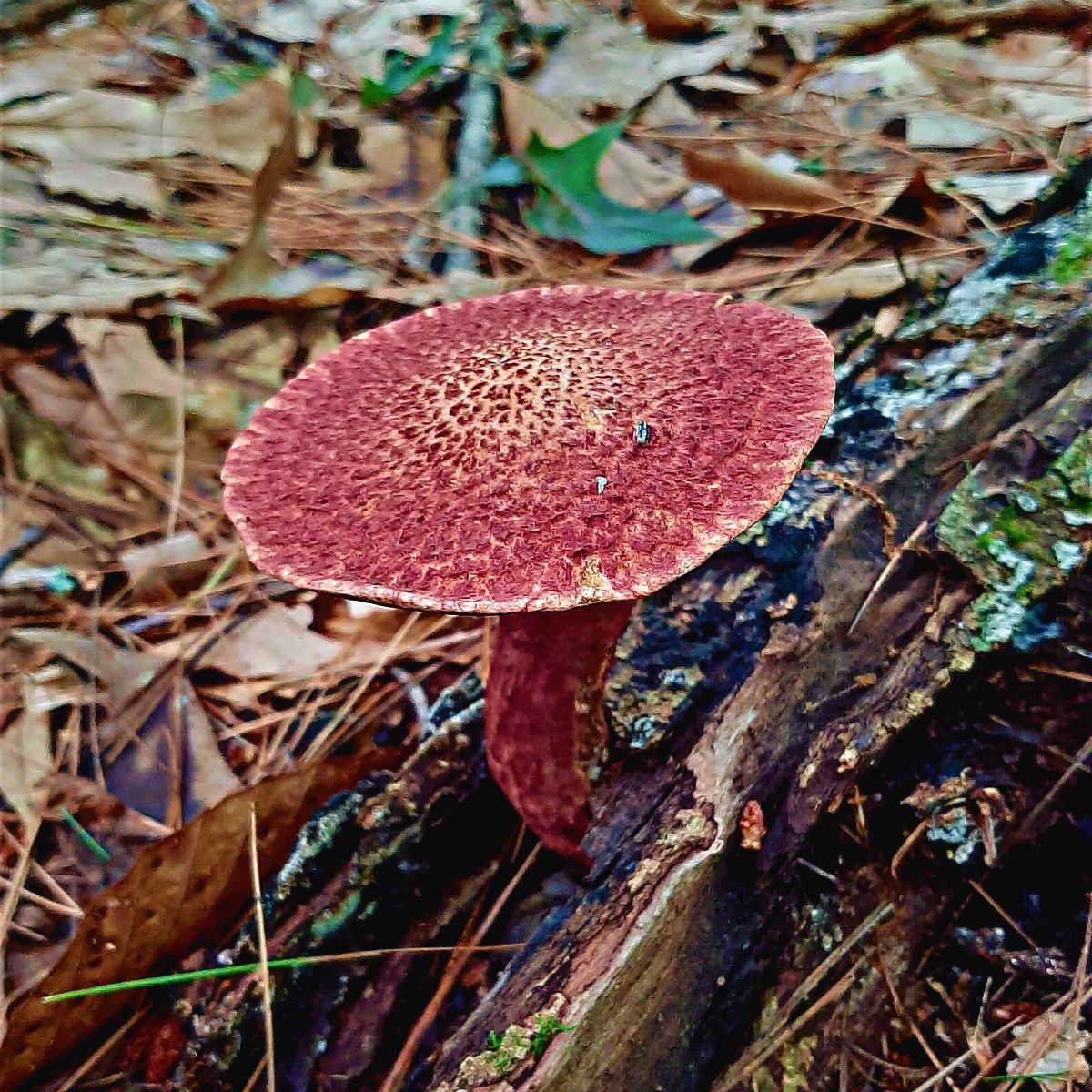painted-suillus-feature.jpg