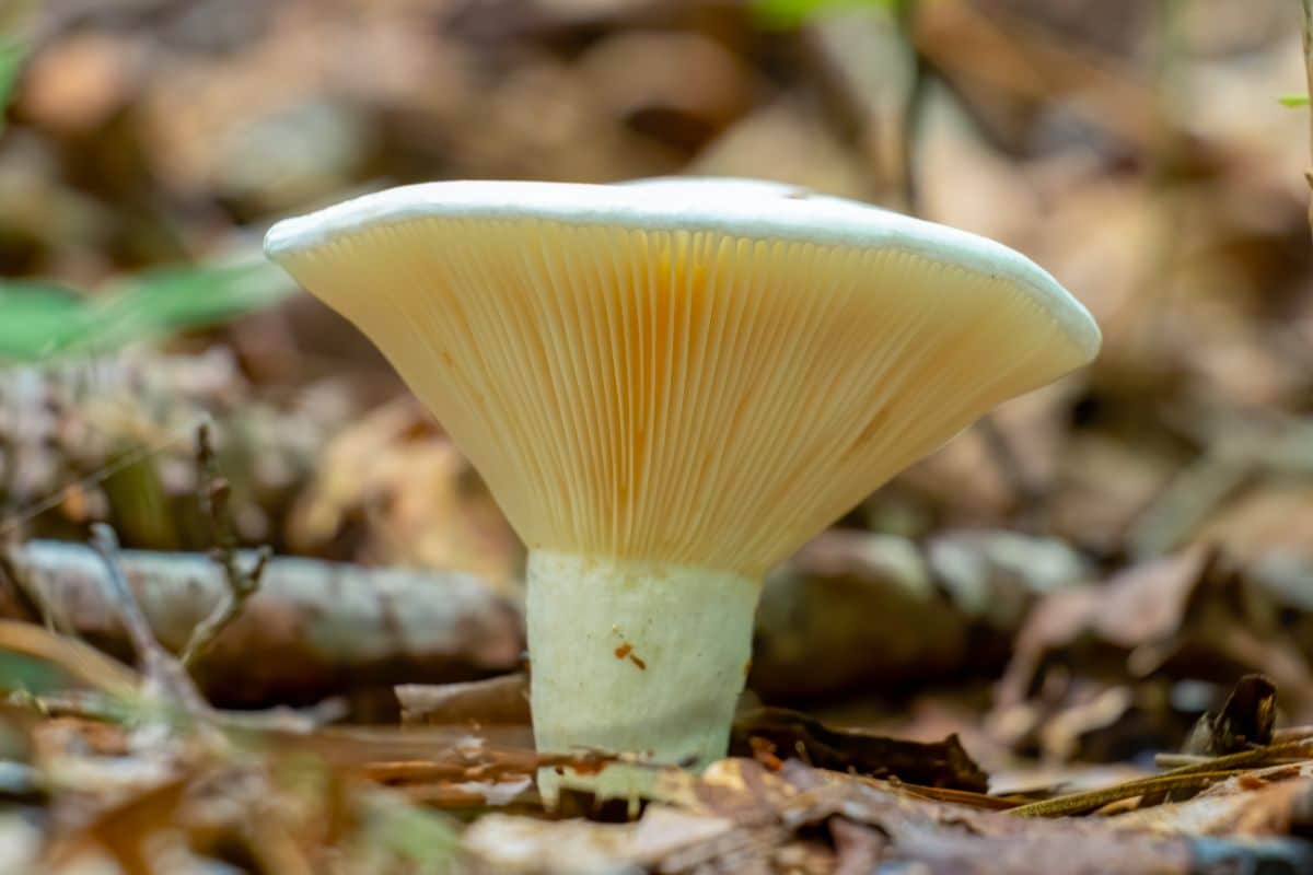 short stem russula