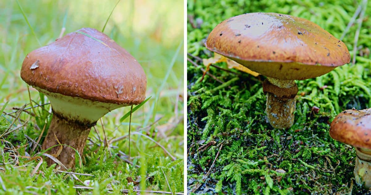 Slippery Jacks A Beginner's Guide to Identification and Foraging