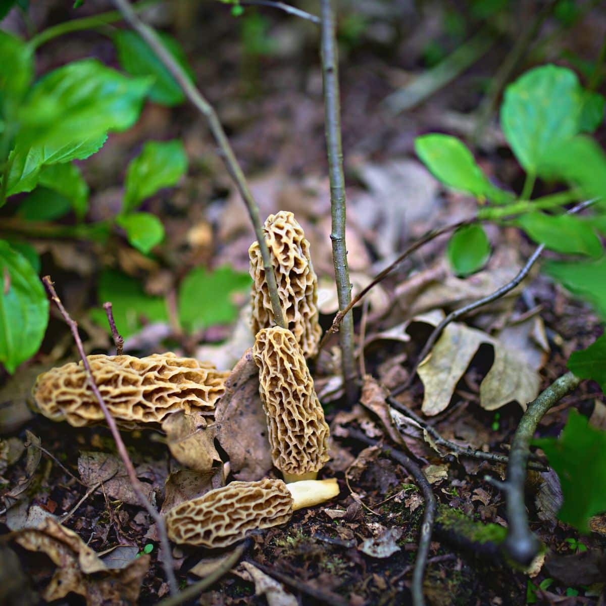 morel mushrooms