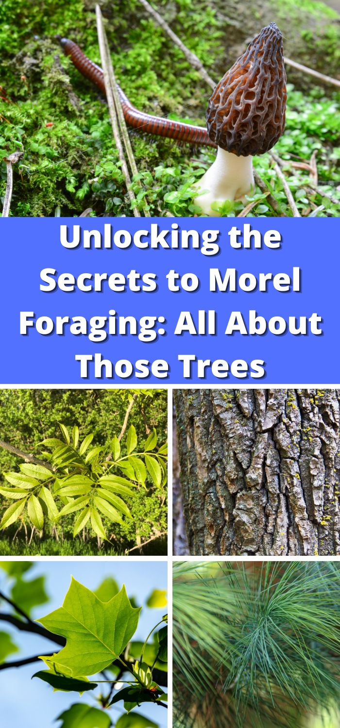 Unlocking the Secrets to Morel Foraging All About Those Trees