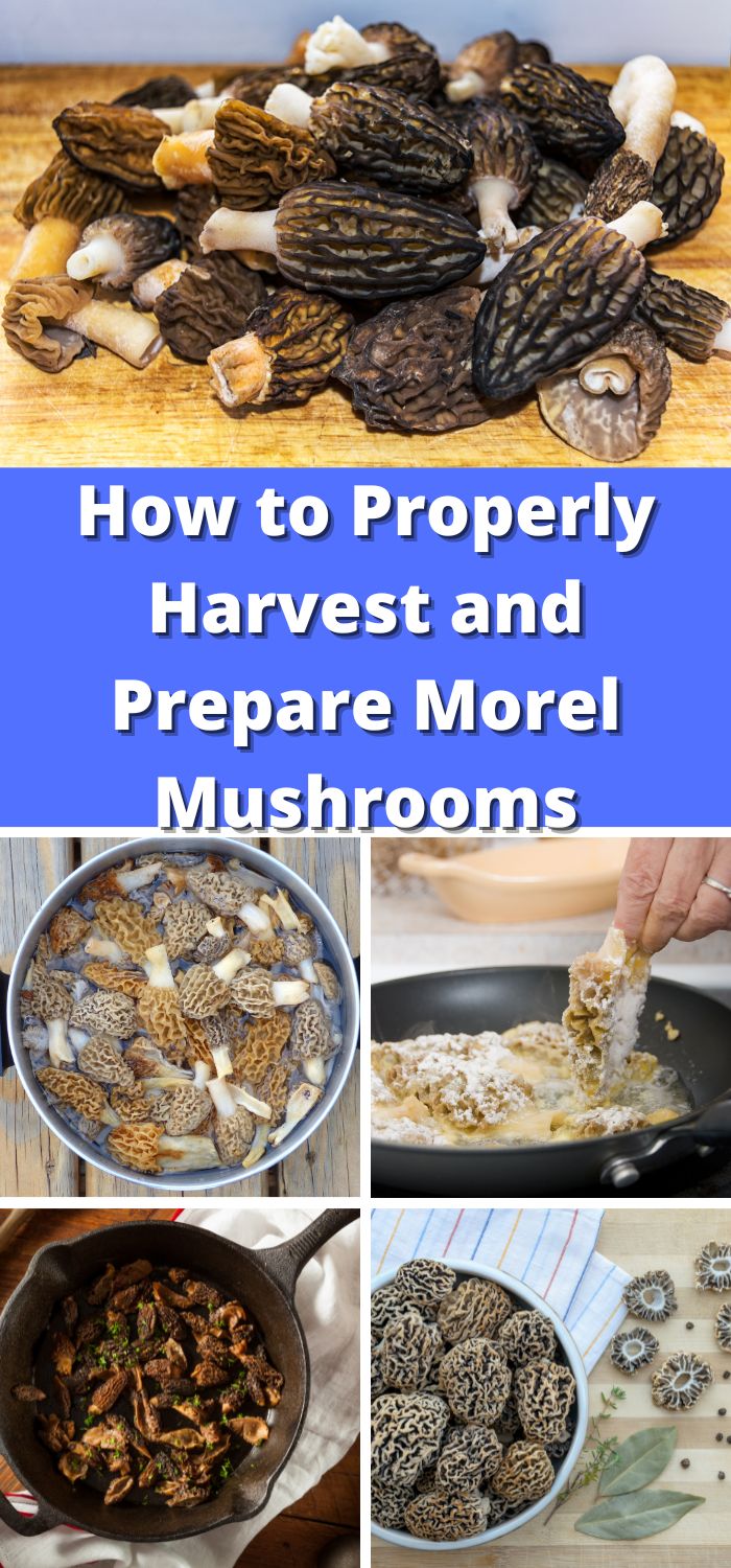 How to Properly Harvest and Prepare Morel Mushrooms Mushroom Appreciation