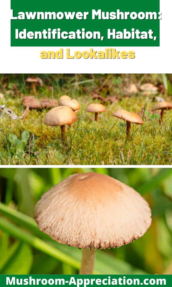 Lawnmower Mushroom Identification, Habitat, and Lookalikes Mushroom