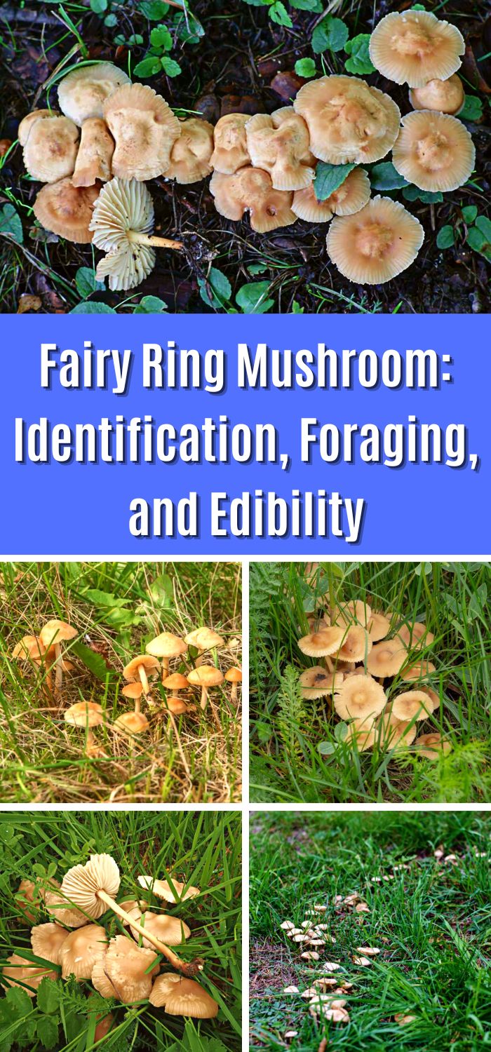 Fairy Ring Mushroom Identification, Foraging, and Edibility Mushroom