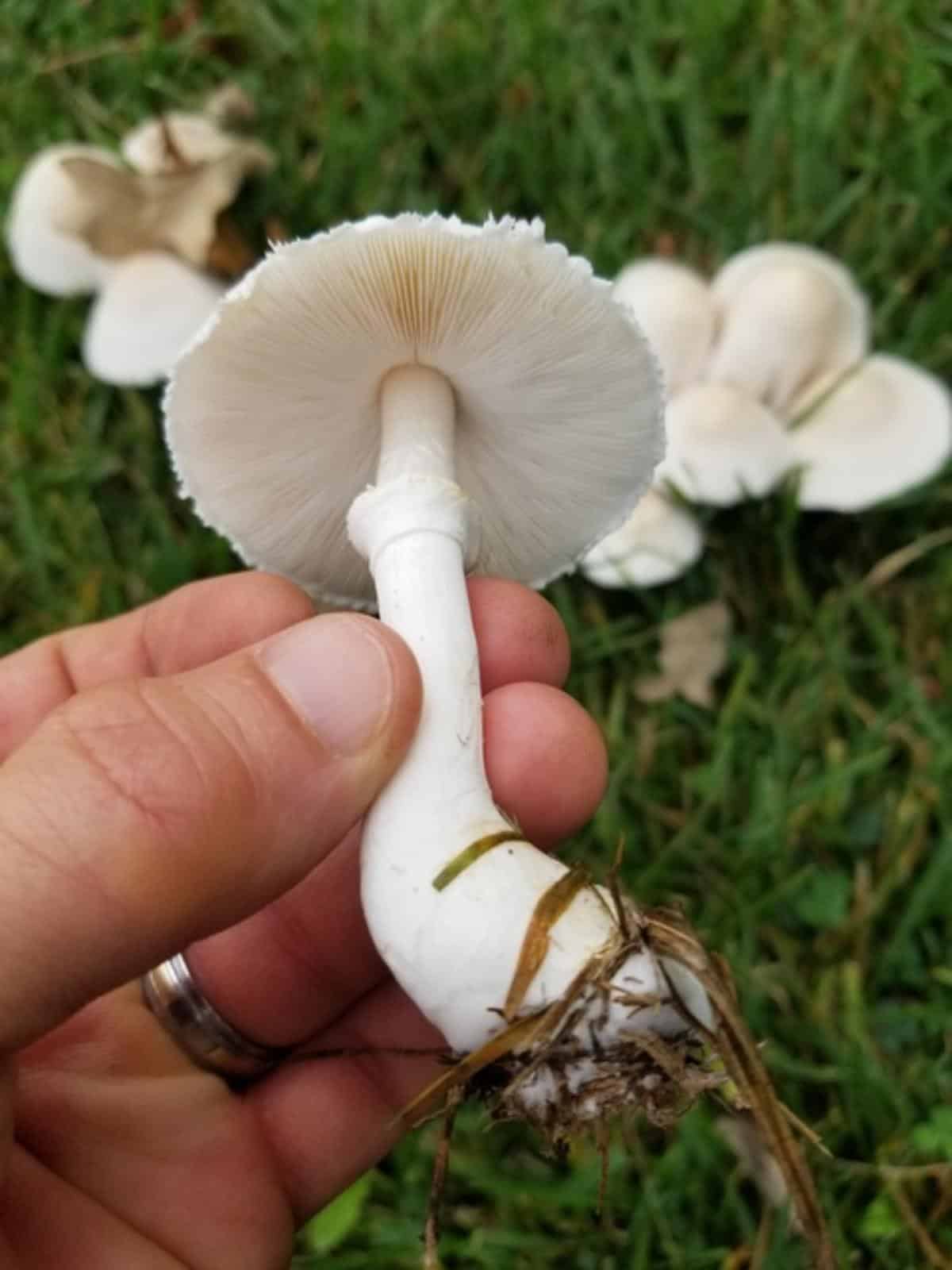 White Dapperling (Leucoagaricus leucothites)