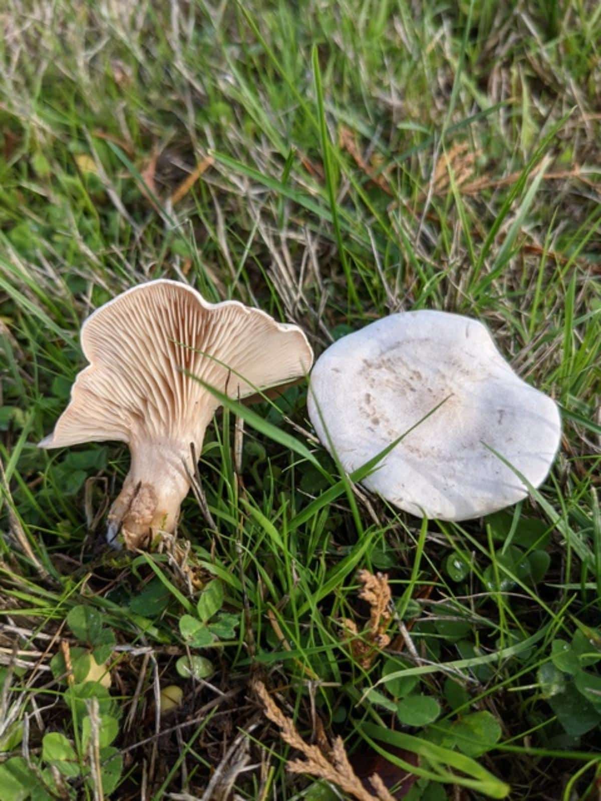 Clitocybe rivulosa