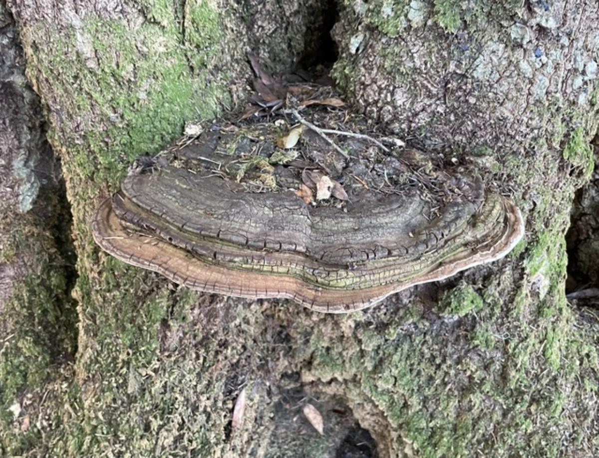 Ganoderma brownii