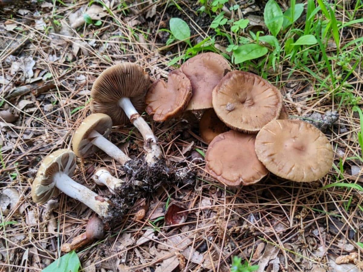 Agrocybe praecox