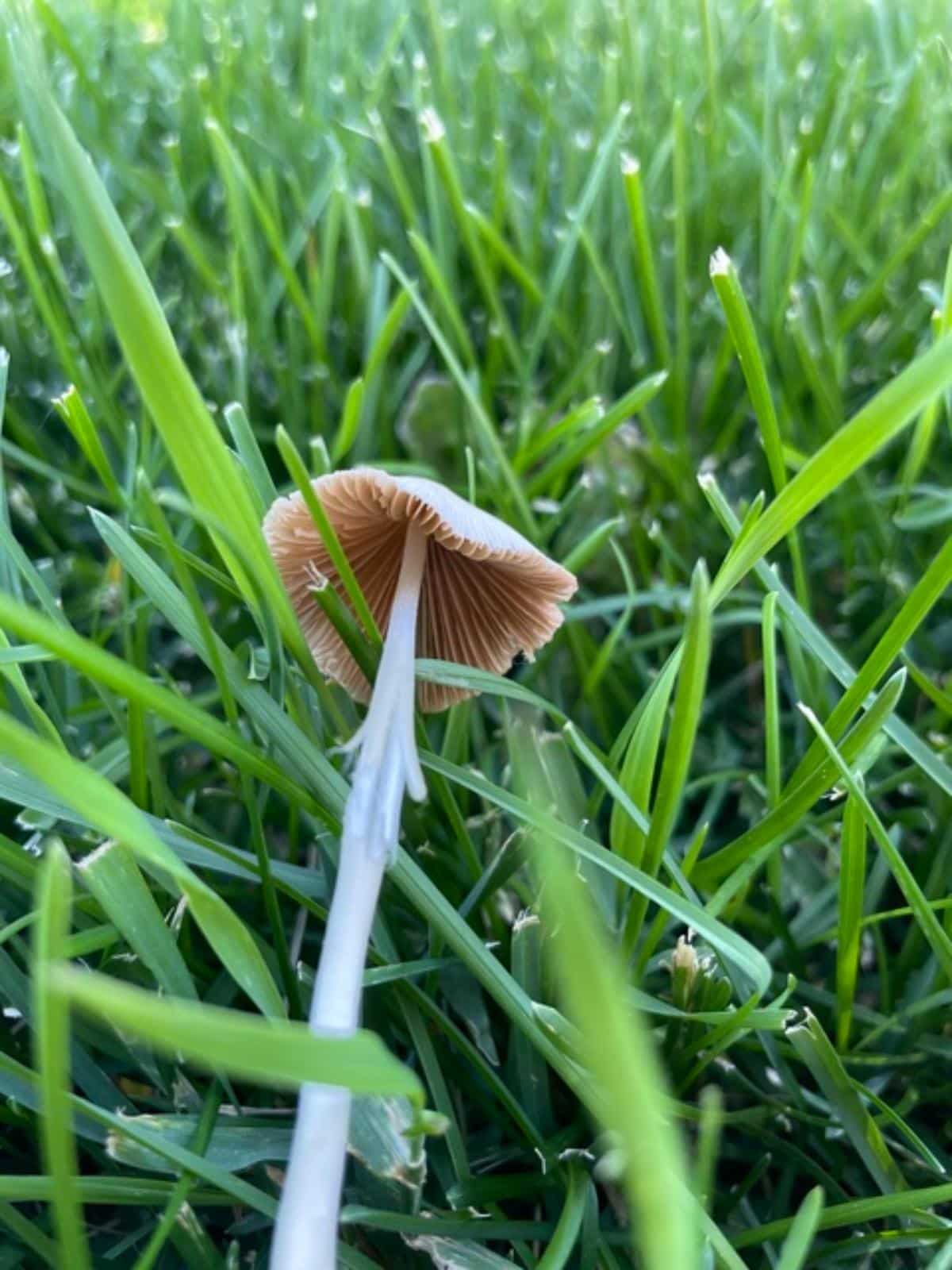 Conocybe apala