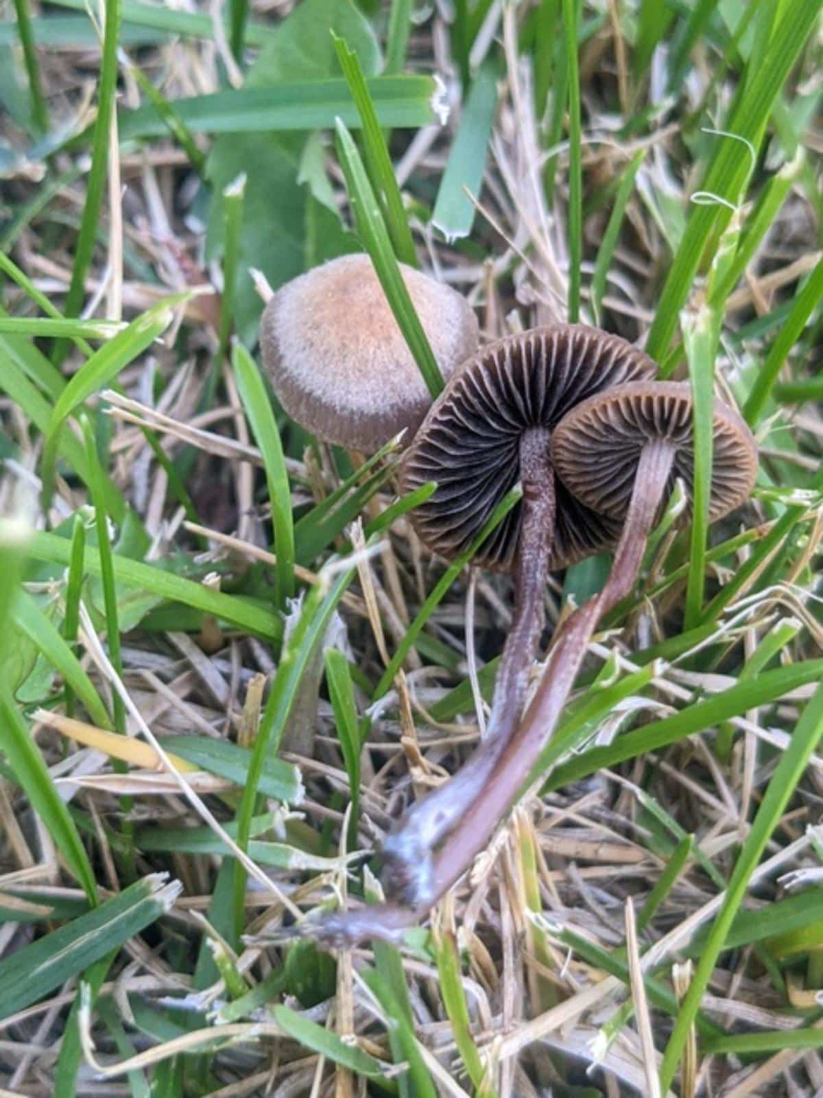 Panaeolus cinctulus