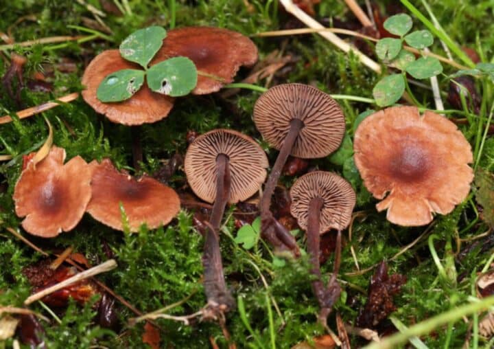Fairy Ring Mushroom Identification, Foraging, and Edibility Mushroom
