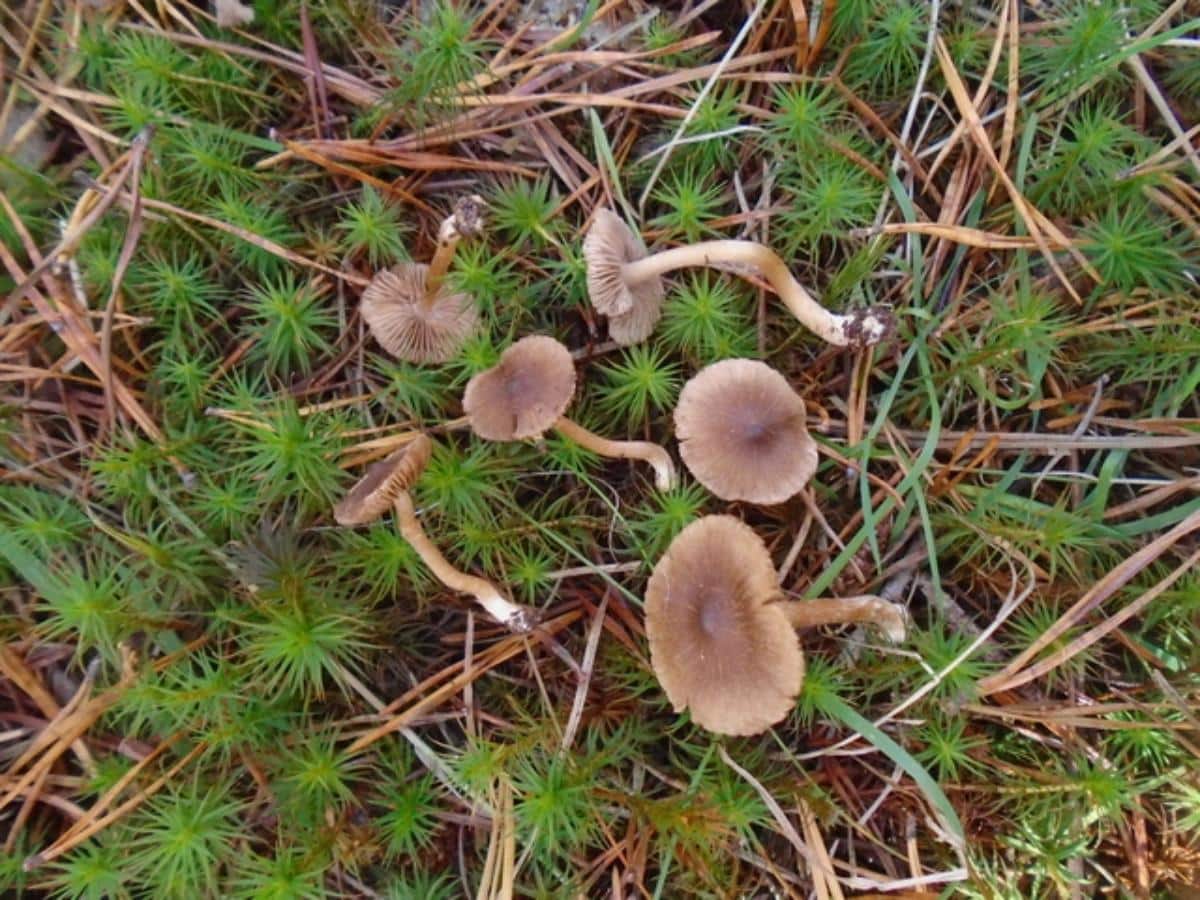 Inocybe species